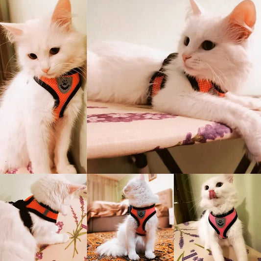 Adjustable Mesh Cat Harness Vest with Leash