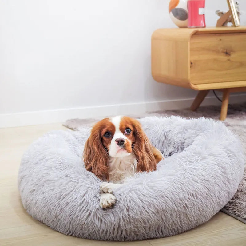 dog comfort bed