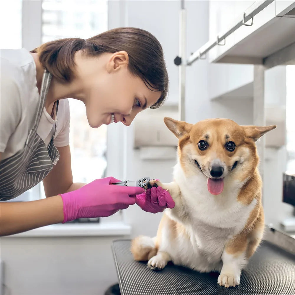 dog grooming accessories