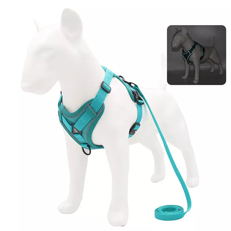 harness and leash set