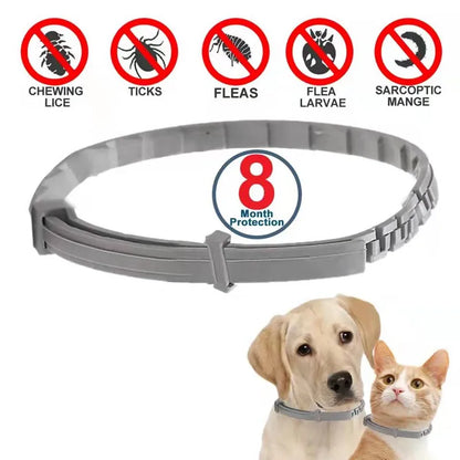 Collier pour animaux de compagnie rétractable de protection de 8 mois