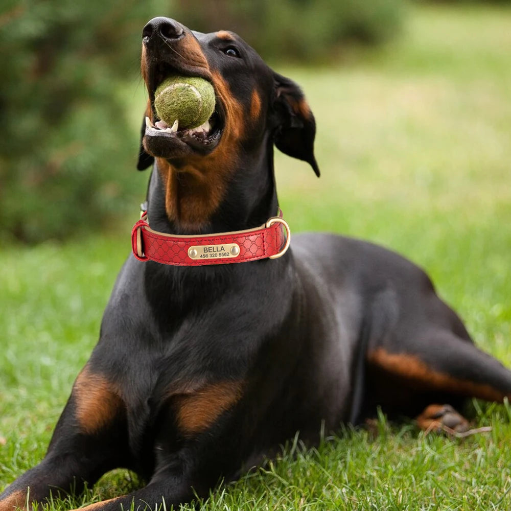 Ensemble collier et laisse pour animaux de compagnie en cuir élégant