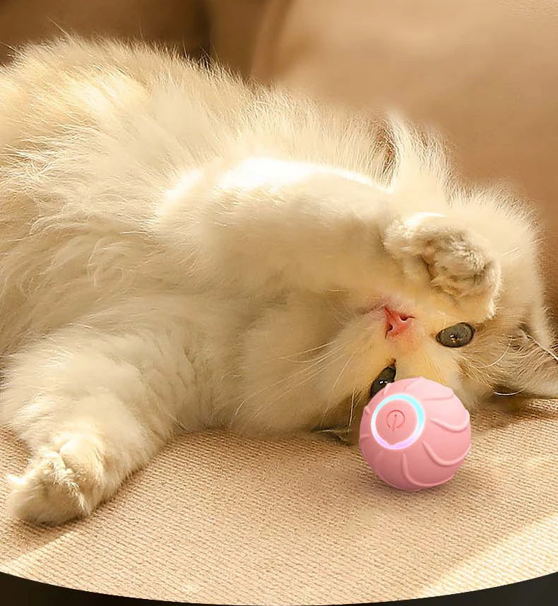 cat ball toy