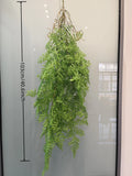 yangchi fern