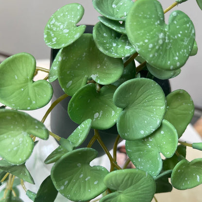 Mini fausses plantes vertes à colle douce pour la maison