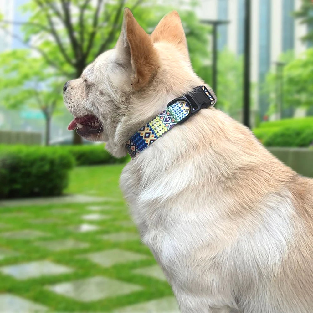 a dog collar