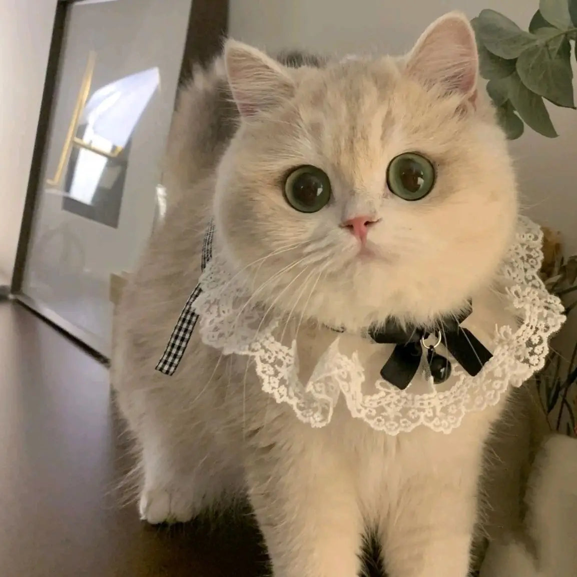 pearl cat collar